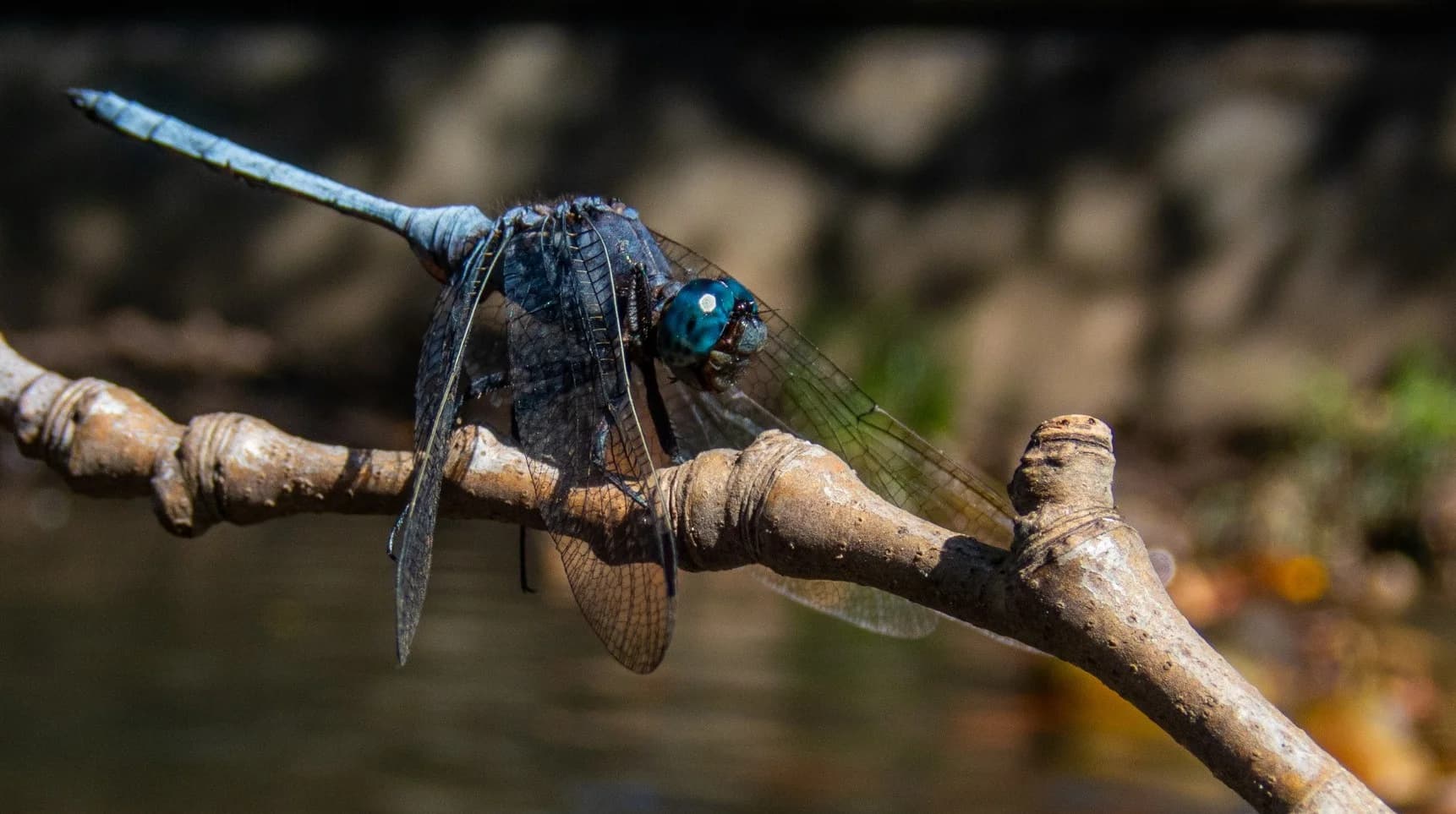 Friends of the Liesbeek